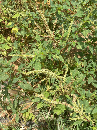 spiny amaranth