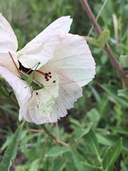 Odontoxiphidium apterum