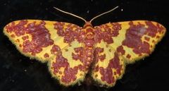 Eois escamata