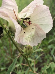 Odontoxiphidium apterum