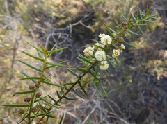 Acacia rupicola