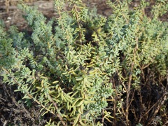 Suaeda taxifolia