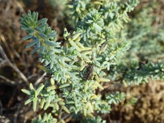 Suaeda taxifolia