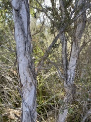 Melaleuca preissiana