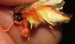 Pseudepimolis haemasticta