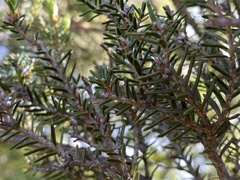 Melaleuca preissiana