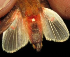 Pseudepimolis haemasticta