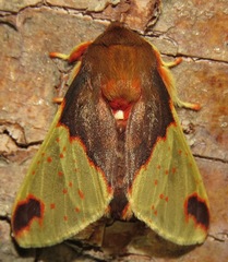 Pseudepimolis haemasticta