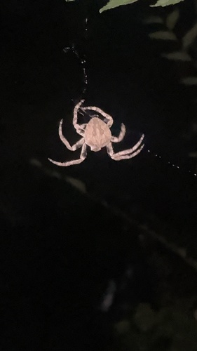 Araneus ventricosus