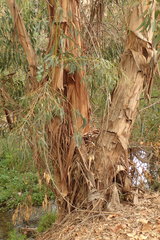 Eucalyptus globulus globulus