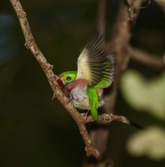 Todus multicolor
