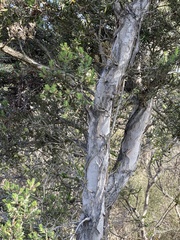 Melaleuca cuticularis