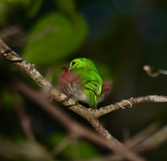 Todus multicolor