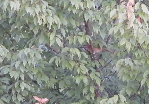 Lesser Necklaced Laughingthrush
