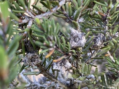 Melaleuca cuticularis