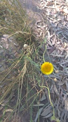 Hysterionica jasionoides