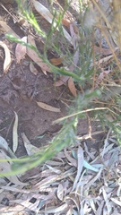 Hysterionica jasionoides