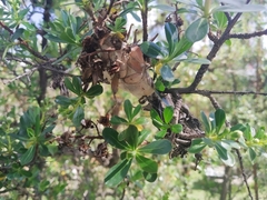 Metardaris cosinga