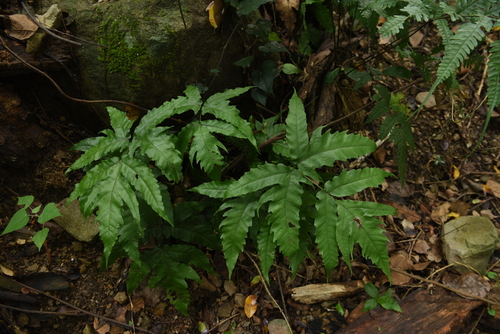 Tectaria subtriphylla iNat (1)