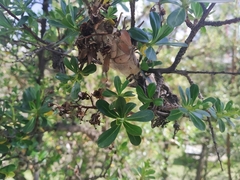 Metardaris cosinga
