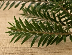 Melaleuca preissiana