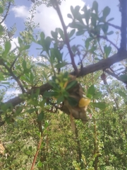 Metardaris cosinga