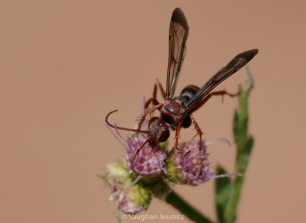 Episyron bicinctus