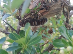 Metardaris cosinga