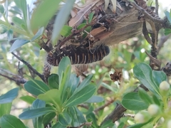 Metardaris cosinga