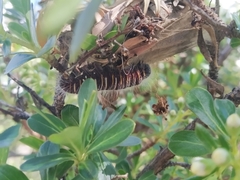Metardaris cosinga
