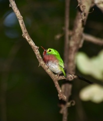 Todus multicolor
