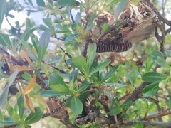 Metardaris cosinga