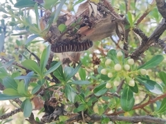 Metardaris cosinga