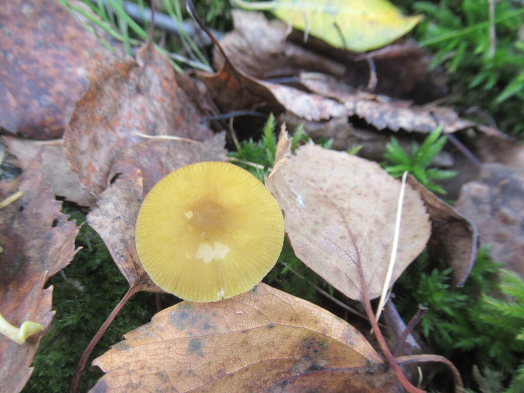 Pluteus leoninus
