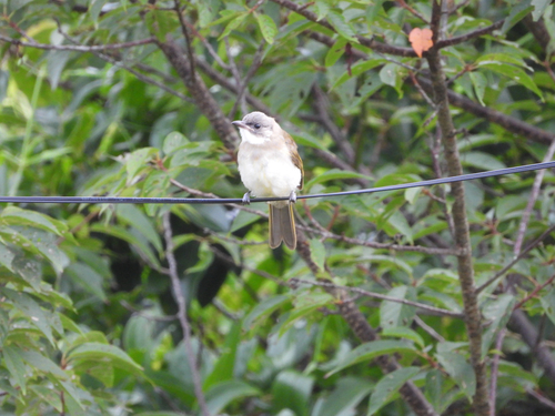 Light-vented Bulbul