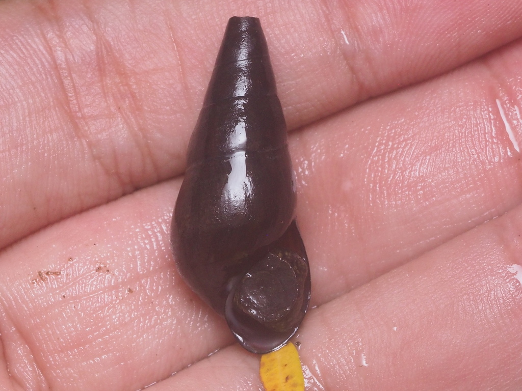 Escargot panthère noire (Black Panther Snail) (Sulcospira testudinaria)