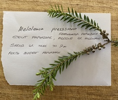 Melaleuca preissiana