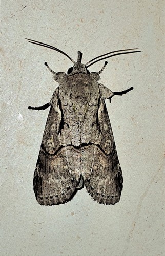 Iscadia variegata