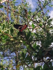 Metardaris cosinga