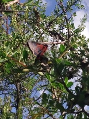Metardaris cosinga