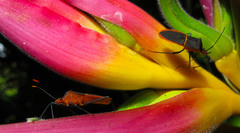 Leptoscelis saepifera