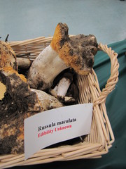 Russula maculata