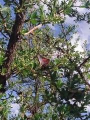 Metardaris cosinga