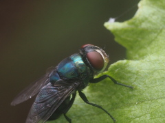 Diptera