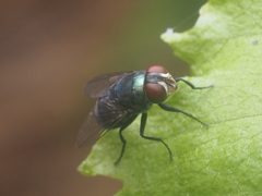 Diptera