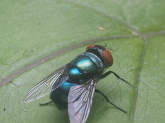 Diptera
