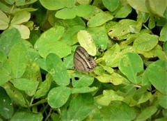 Cissia proba