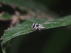 Ptocasius weyersi