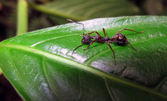 Dolichoderus attelaboides