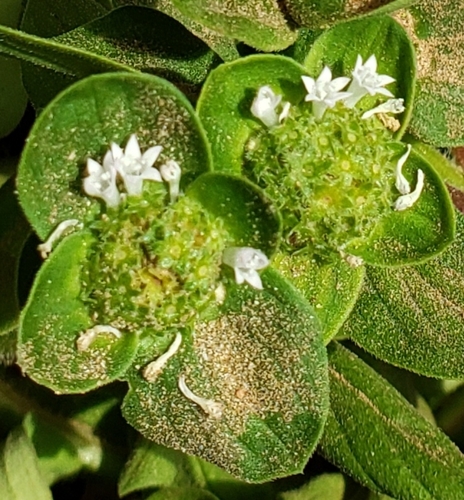 Richardia scabra iNat (3)